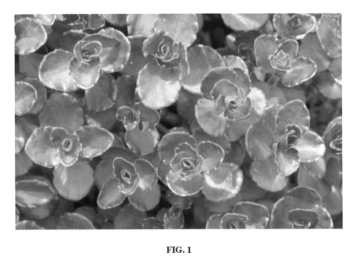 Figure 1 of US plant patent PP22060, the photograph of Nonet printed in the patent.