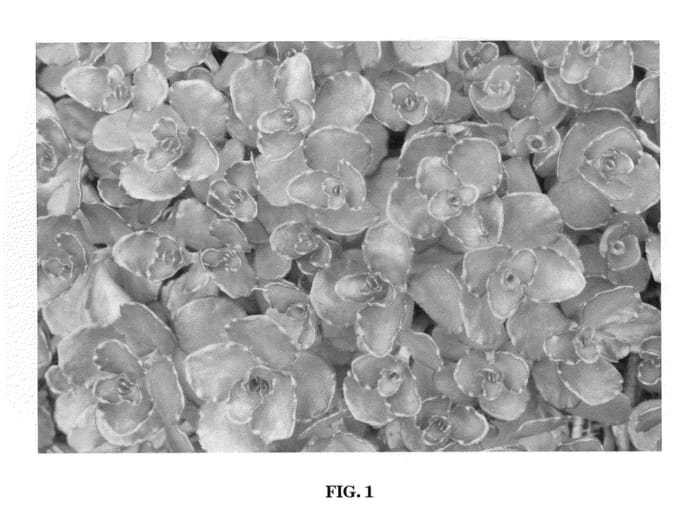 Figure 1 of US plant patent PP22061, the photograph of Nonio printed in the patent.
