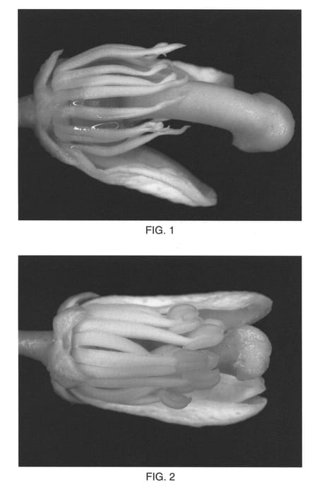 Figure 1 of US plant patent PP22062, the photograph of Mandarin Queen printed in the patent.