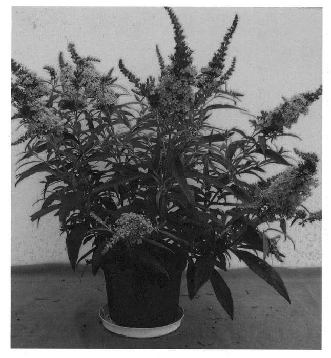 Figure 1 of US plant patent PP22063, the photograph of Tobudviole printed in the patent.