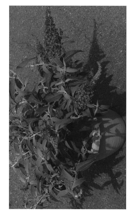 Figure 1 of US plant patent PP22064, the photograph of Tobudpipur printed in the patent.
