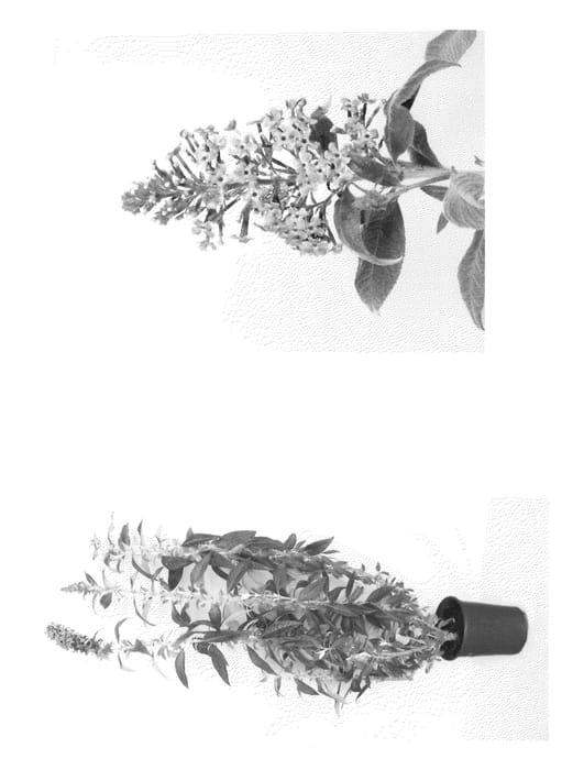 Figure 1 of US plant patent PP22065, the photograph of Podaras #9 printed in the patent.
