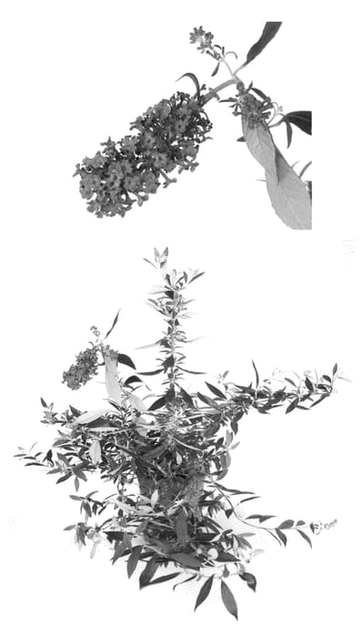 Figure 1 of US plant patent PP22066, the photograph of Podaras #10 printed in the patent.
