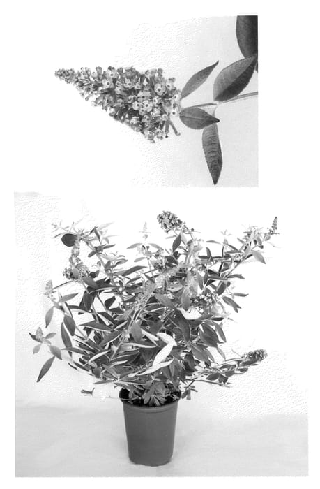 Figure 1 of US plant patent PP22067, the photograph of Podaras #11 printed in the patent.