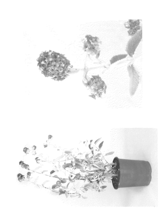 Figure 1 of US plant patent PP22068, the photograph of Podaras #2 printed in the patent.