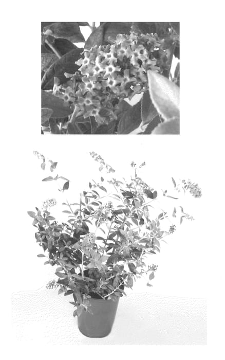Figure 1 of US plant patent PP22069, the photograph of Podaras #8 printed in the patent.