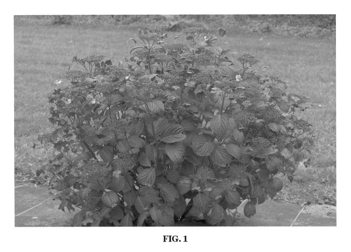 Figure 1 of US plant patent PP22070, the photograph of Santiago printed in the patent.