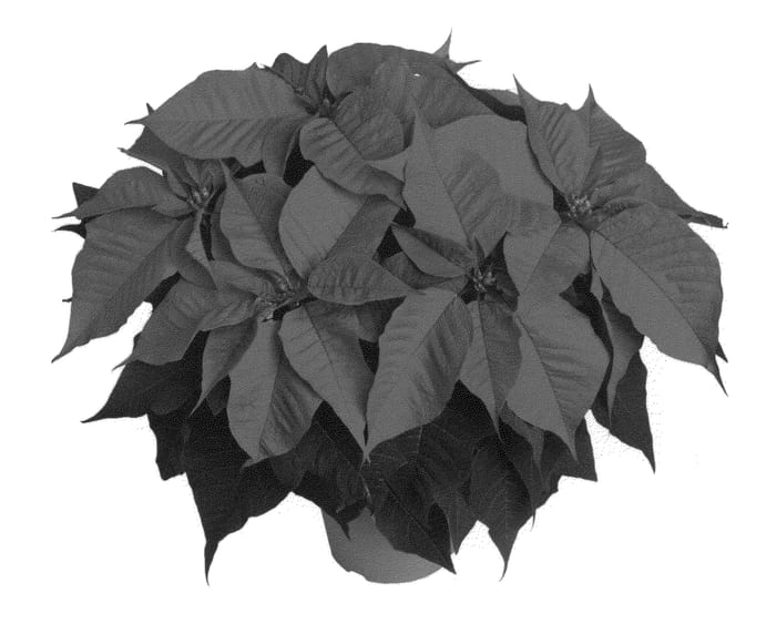 Figure 1 of US plant patent PP22071, the photograph of Duebelita printed in the patent.