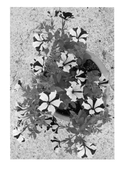 Figure 1 of US plant patent PP22072, the photograph of RF88133 printed in the patent.