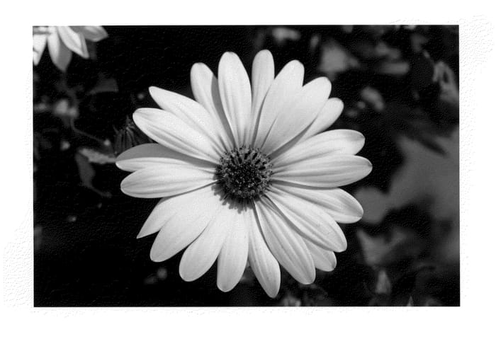 Figure 1 of US plant patent PP22073, the photograph of KLEOE09176 printed in the patent.