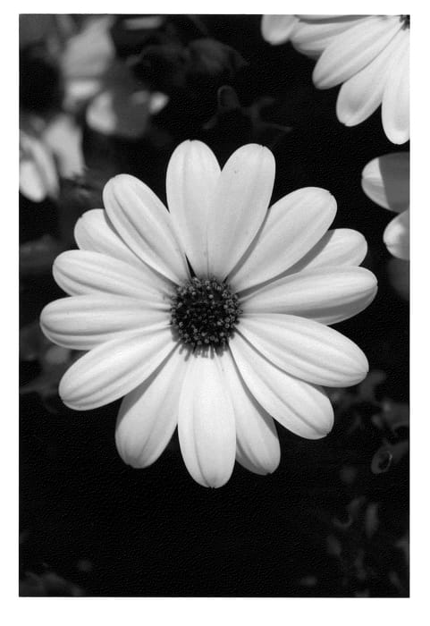 Figure 1 of US plant patent PP22074, the photograph of KLEOE09164 printed in the patent.