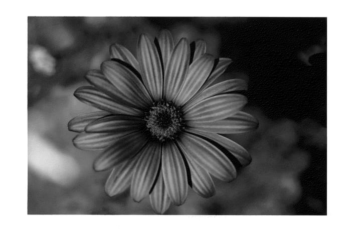 Figure 1 of US plant patent PP22075, the photograph of KLEOE09173 printed in the patent.