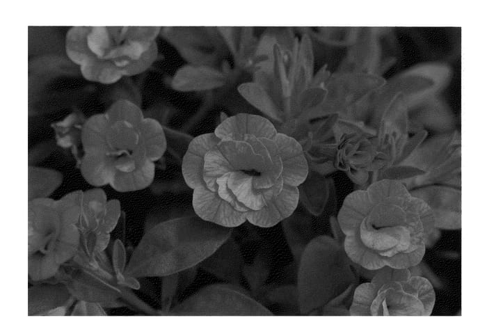 Figure 1 of US plant patent PP22076, the photograph of KLECA09206 printed in the patent.