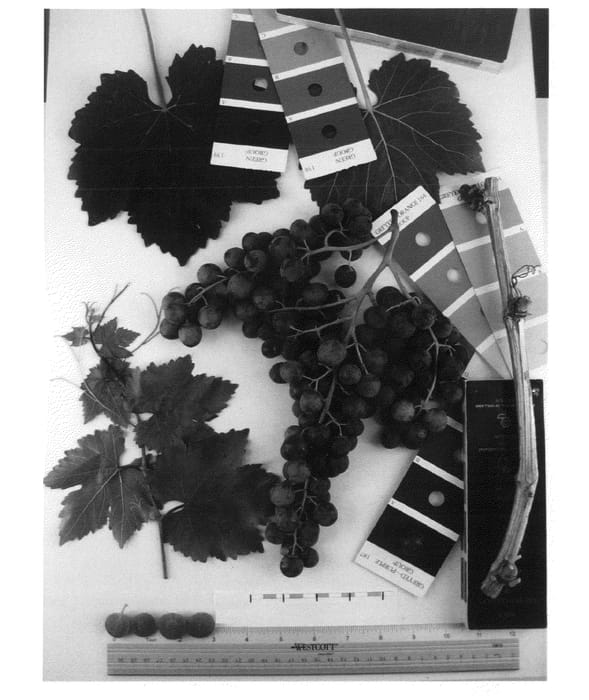 Figure 1 of US plant patent PP22078, the photograph of Sugrathirtysix printed in the patent.