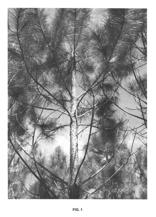 Figure 1 of US plant patent PP22079, the photograph of CF PS1-3352 printed in the patent.