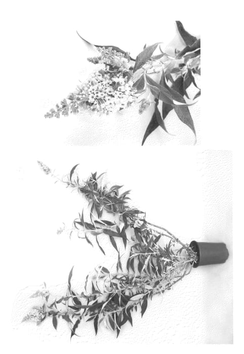 Figure 1 of US plant patent PP22080, the photograph of Podaras #1 printed in the patent.