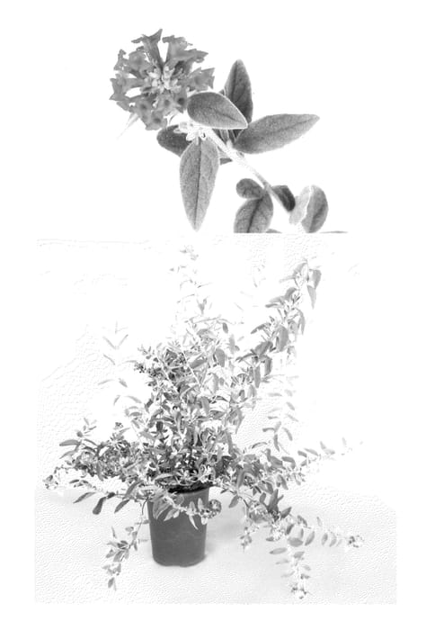 Figure 1 of US plant patent PP22081, the photograph of Podaras #3 printed in the patent.
