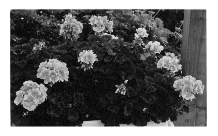 Figure 1 of US plant patent PP22082, the photograph of KLEPZ09251 printed in the patent.