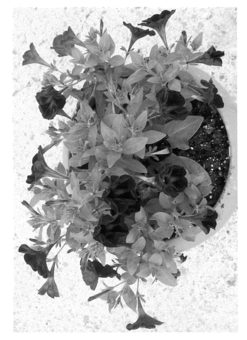 Figure 1 of US plant patent PP22083, the photograph of RF13871 printed in the patent.