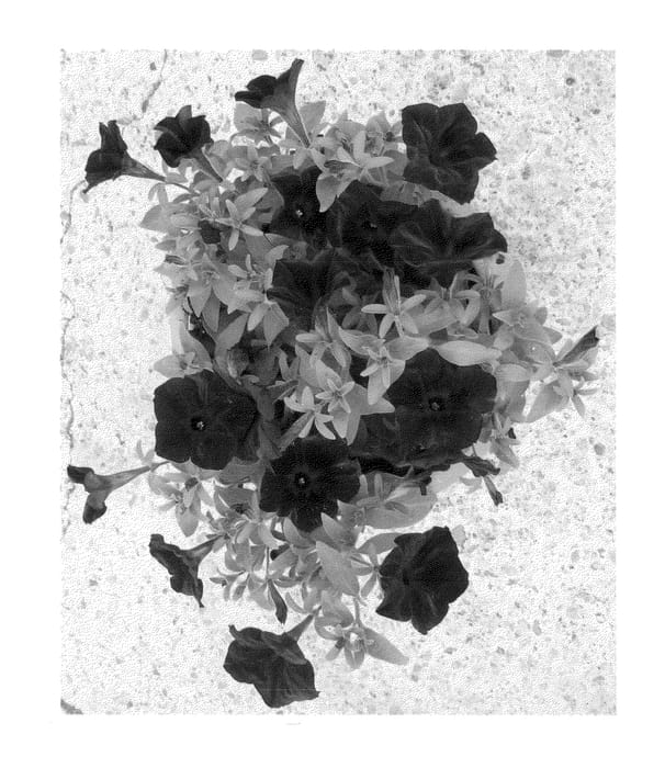 Figure 1 of US plant patent PP22084, the photograph of RF13872 printed in the patent.