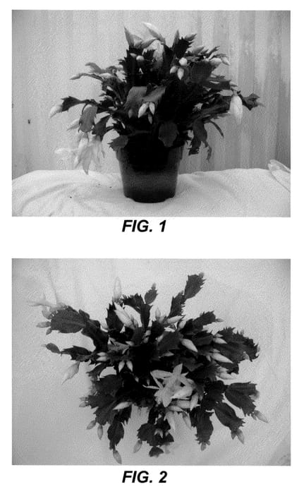 Figure 1 of US plant patent PP22085, the photograph of Gail Glazier printed in the patent.