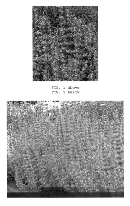 Figure 1 of US plant patent PP22086, the photograph of Summer Fiesta printed in the patent.