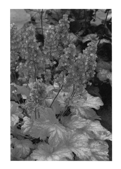 Figure 1 of US plant patent PP22087, the photograph of Havana printed in the patent.