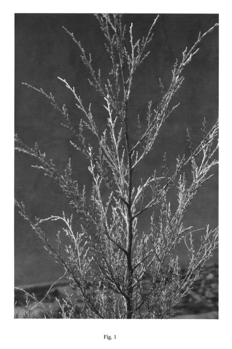 Figure 1 of US plant patent PP22088, the photograph of Newbold printed in the patent.