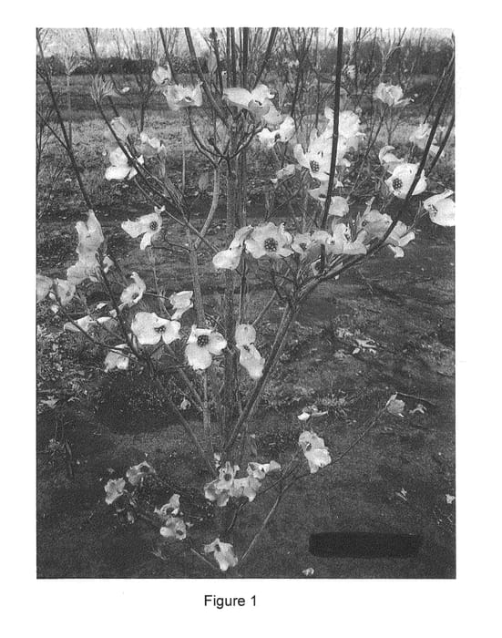Figure 1 of US plant patent PP22089, the photograph of NM1 printed in the patent.
