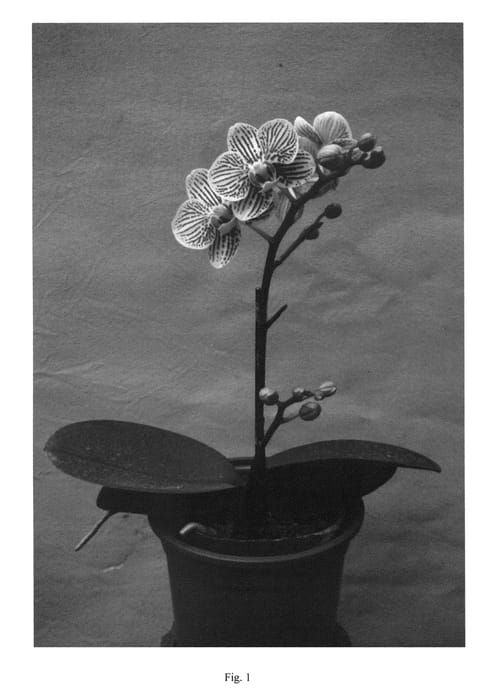 Figure 1 of US plant patent PP22090, the photograph of Taida Little Zebra printed in the patent.