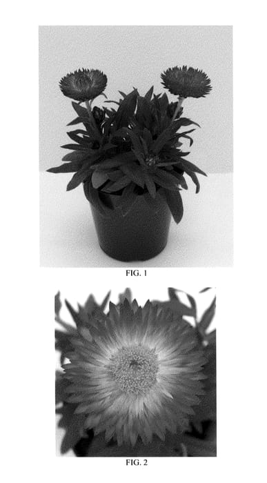 Figure 1 of US plant patent PP22091, the photograph of Bondreredem printed in the patent.