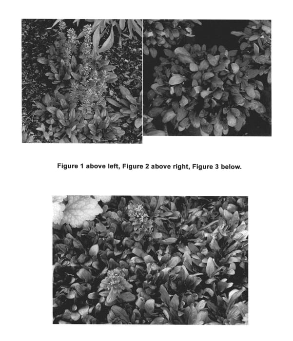Figure 1 of US plant patent PP22092, the photograph of Blueberry Muffin printed in the patent.