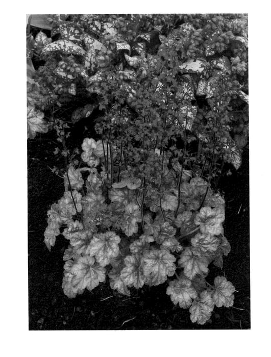 Figure 1 of US plant patent PP22093, the photograph of Lipstick printed in the patent.