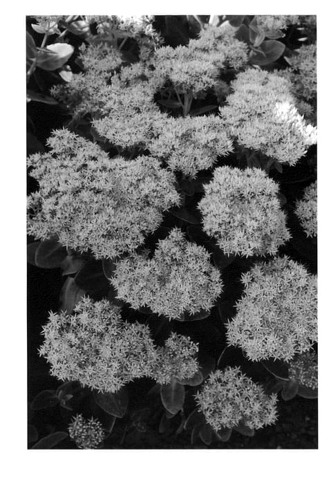 Figure 1 of US plant patent PP22094, the photograph of Crystal Pink printed in the patent.