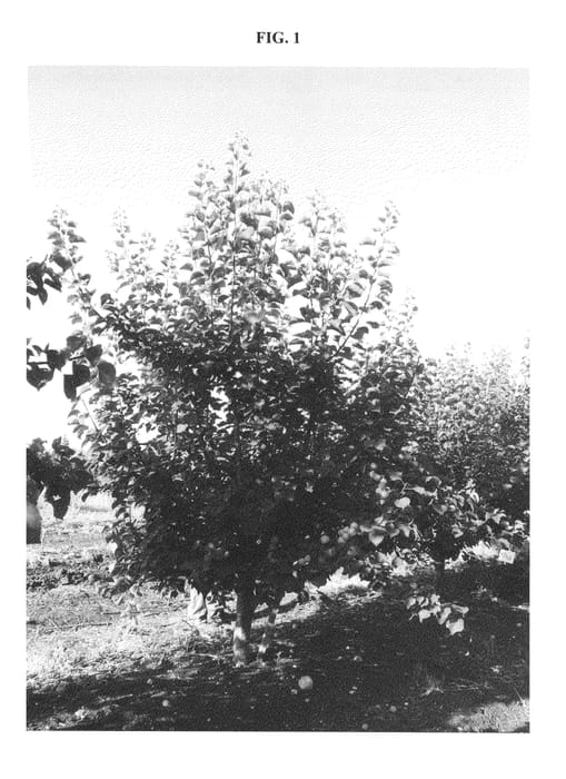 Figure 1 of US plant patent PP22095, the photograph of Daniel printed in the patent.
