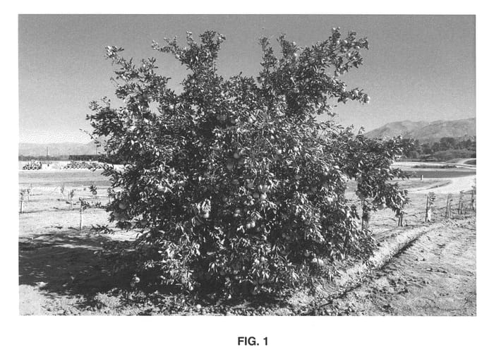 Figure 1 of US plant patent PP22096, the photograph of DaisySL printed in the patent.