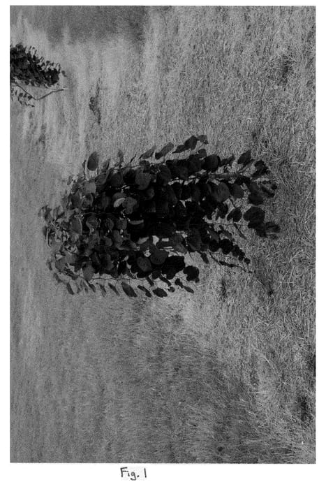Figure 1 of US plant patent PP22097, the photograph of Ruby Falls printed in the patent.
