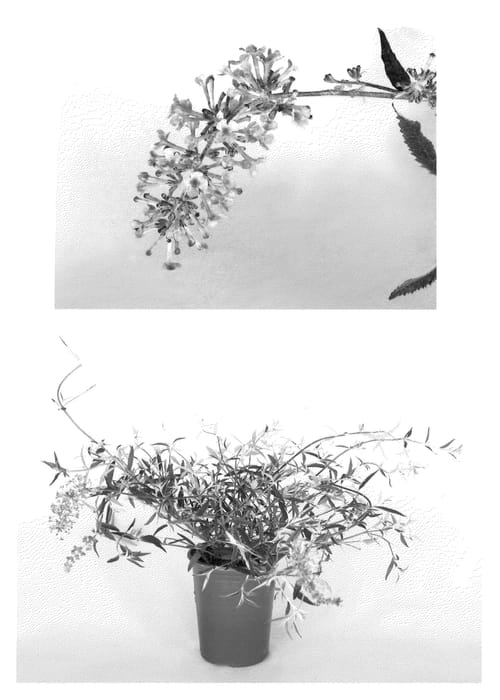 Figure 1 of US plant patent PP22098, the photograph of Podaras #12 printed in the patent.