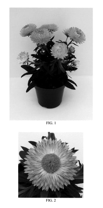 Figure 1 of US plant patent PP22099, the photograph of Bondrelaipi printed in the patent.