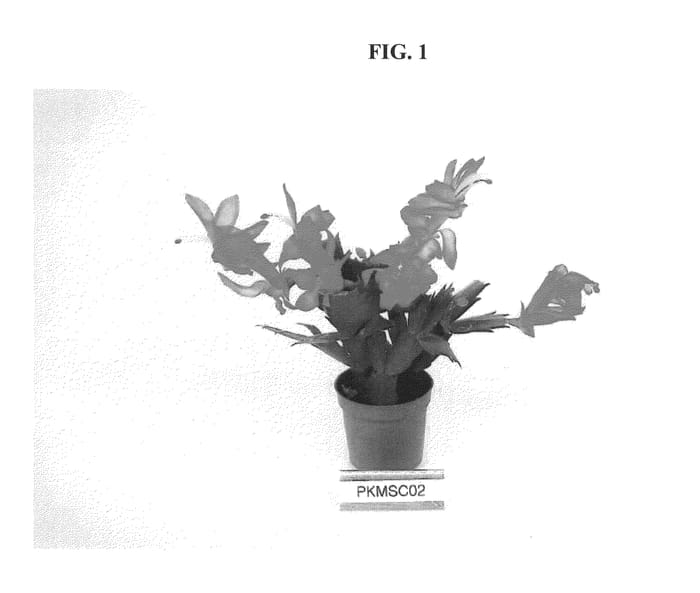 Figure 1 of US plant patent PP22100, the photograph of PKMSC02 printed in the patent.