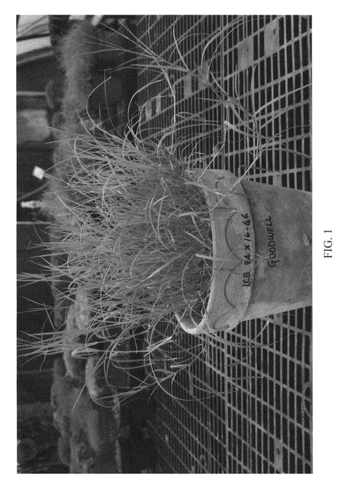Figure 1 of US plant patent PP22101, the photograph of GOODWELL printed in the patent.