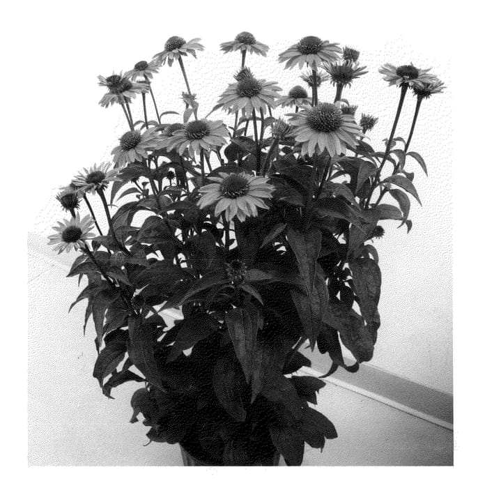 Figure 1 of US plant patent PP22102, the photograph of Gemini Pink printed in the patent.