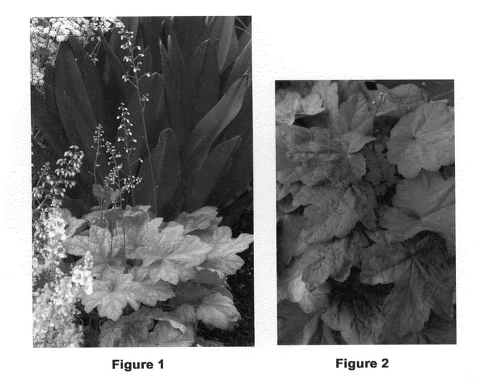 Figure 1 of US plant patent PP22103, the photograph of Autumn Leaves printed in the patent.