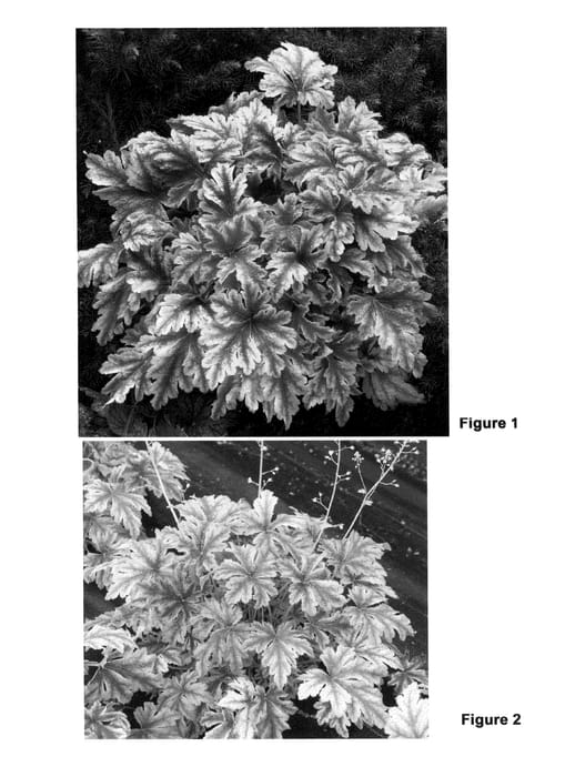 Figure 1 of US plant patent PP22104, the photograph of Golden Zebra printed in the patent.