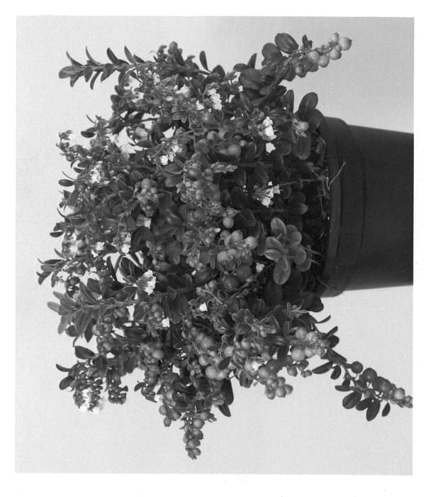 Figure 1 of US plant patent PP22105, the photograph of Red Candy printed in the patent.
