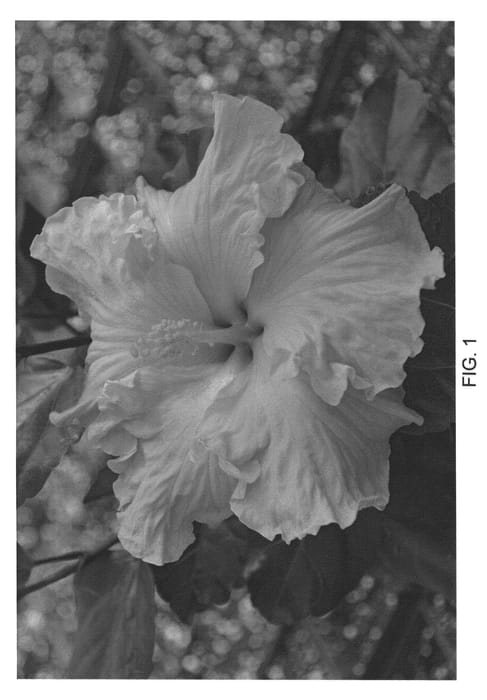 Figure 1 of US plant patent PP22106, the photograph of DUP-CDS printed in the patent.