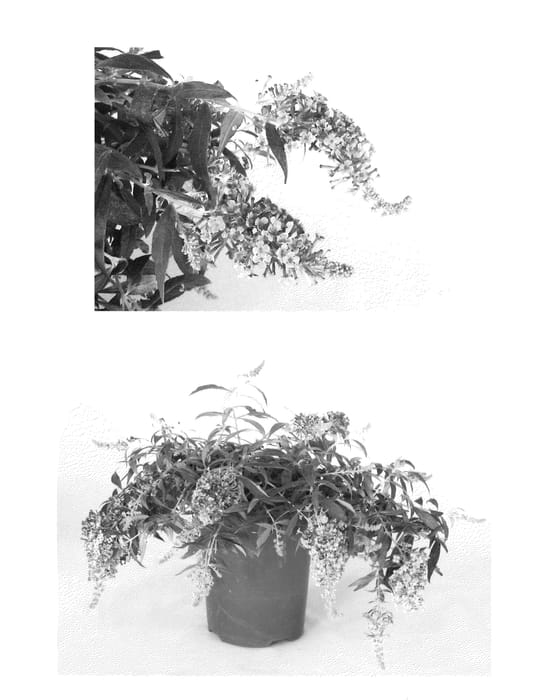 Figure 1 of US plant patent PP22108, the photograph of Podaras #16 printed in the patent.