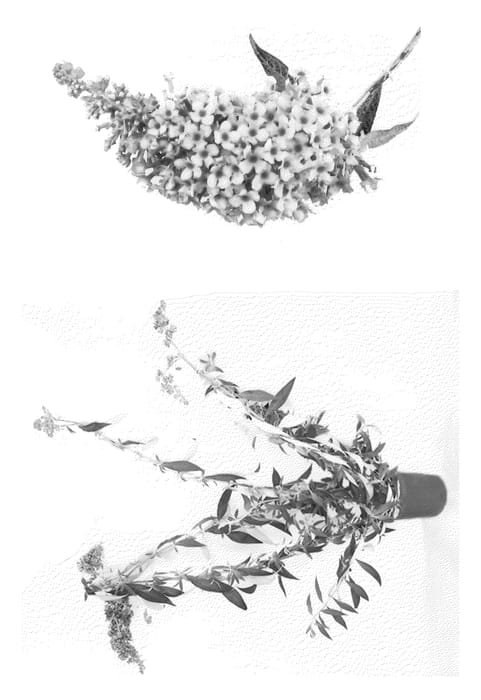 Figure 1 of US plant patent PP22109, the photograph of Podaras #4 printed in the patent.