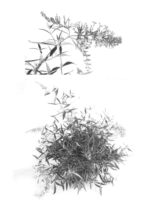 Figure 1 of US plant patent PP22110, the photograph of Podaras #7 printed in the patent.