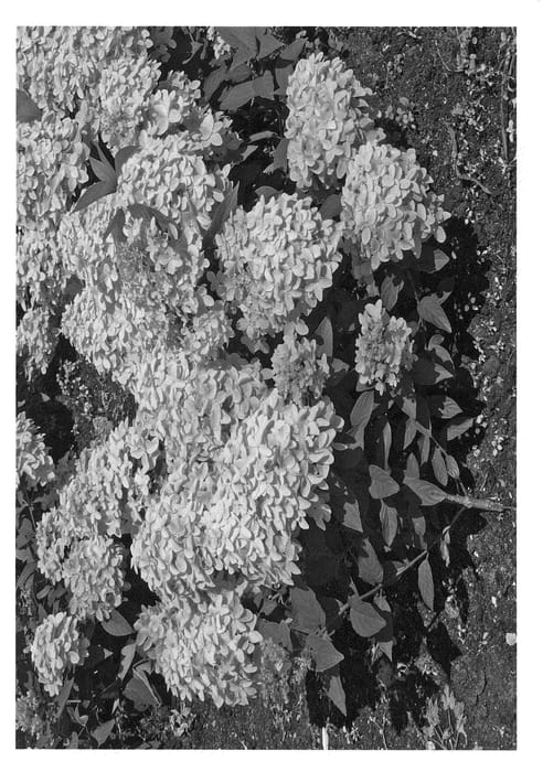 Figure 1 of US plant patent PP22111, the photograph of Bokraflame printed in the patent.